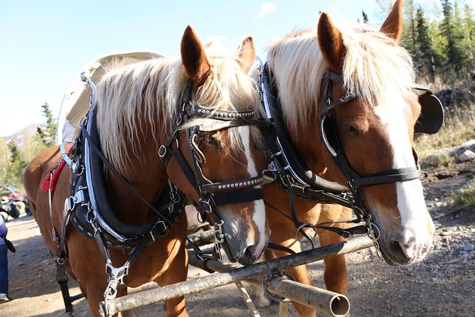 Horse-Drawn Covered Wagon Ride with Backcountry Dining - What $112.25 gets you