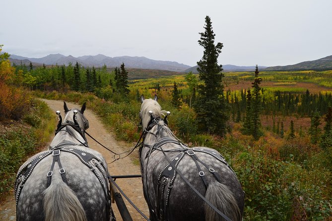 Horse-Drawn Covered Wagon Ride with Backcountry Dining - Guides who turn a slow ride into a story