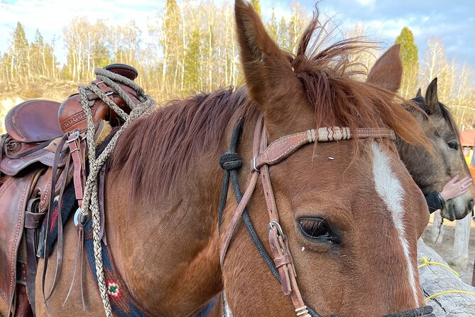 Horseback Riding with Grand Teton Views in Jackson Hole - The horses and the level of riding skill