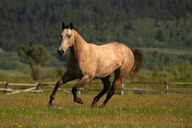 Horseback Riding with Grand Teton Views in Jackson Hole - The price and what you receive for $135
