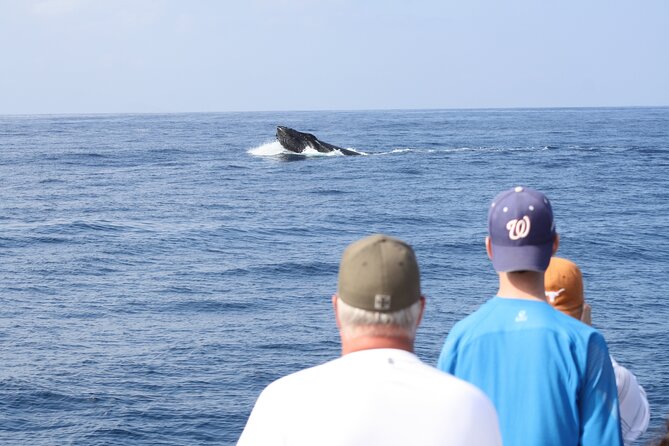 'Imiloa Express Whale Watch and Cocktail Tour - Key things to know before you book