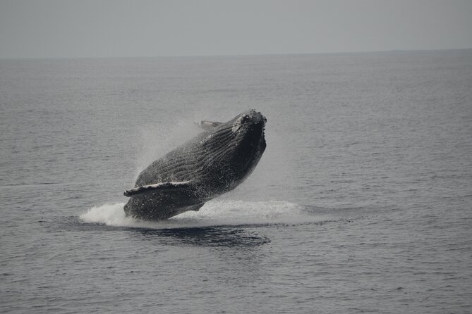'Imiloa Express Whale Watch and Cocktail Tour - What the catamaran ride feels like