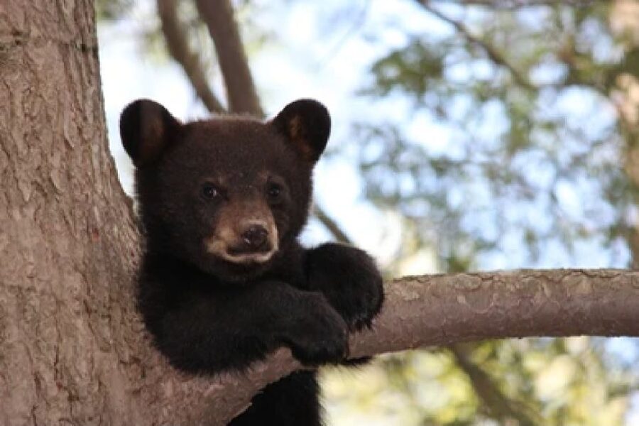 Jackson: Grand Teton National Park Guided Wildlife Tour - Why Grand Teton Works So Well for Wildlife Watching