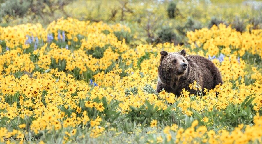 Jackson: Grand Teton National Park Guided Wildlife Tour - What You Might See Along the Park Roads