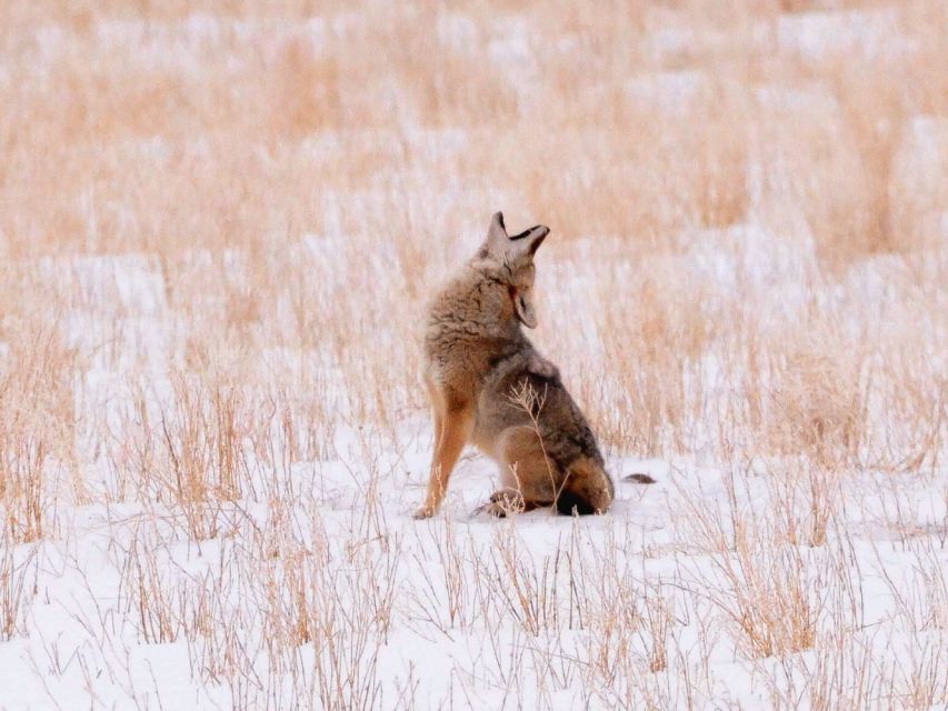 Jackson: Grand Teton National Park Guided Wildlife Tour - How Stops and the Spotting Scope Shape the Experience