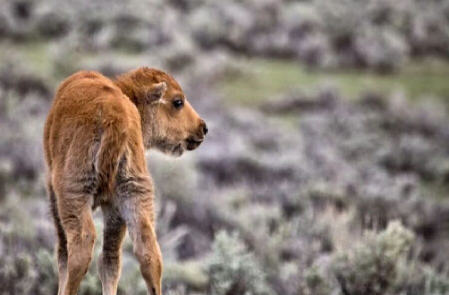 Jackson: Grand Teton National Park Guided Wildlife Tour - The Guides Make the Difference