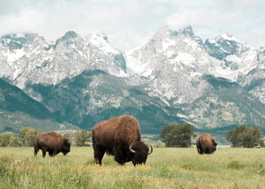 Jackson: Grand Teton National Park Guided Wildlife Tour - Snacks, Binoculars, and the Details That Matter