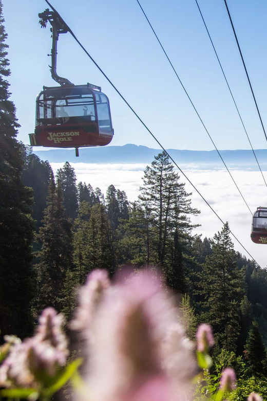 Jackson Hole: Aerial Tram and Gondolas Sightseeing - Key points at a glance