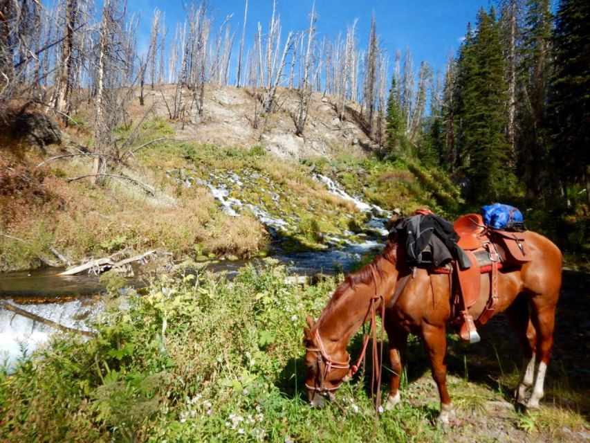 Jackson Hole: Bridger-Teton National Forest Horseback Ride - At a Glance