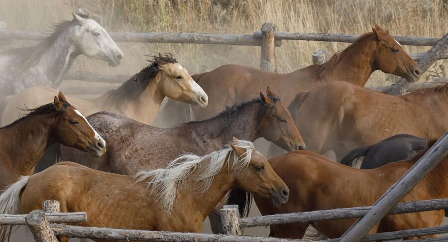 Jackson Hole: Bridger-Teton National Forest Horseback Ride - Is $250 a Good Value?