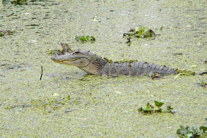Jean Lafitte 90-Minute Swamp and Bayou Boat Tour - The 90-minute route through Jean Lafitte