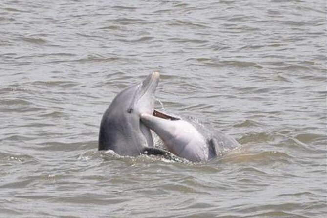 Jekyll Island Dolphin Tours - Key points to know before you go