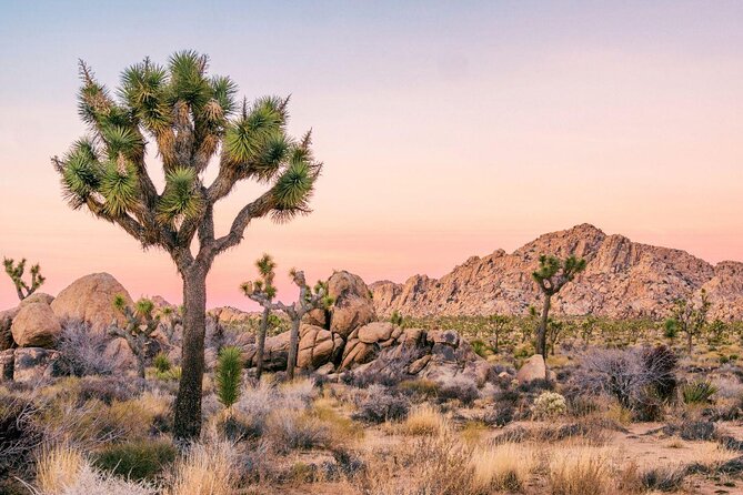 Joshua Tree National Park Self-Guided Driving Audio Tour - Key points for planning your Joshua Tree drive