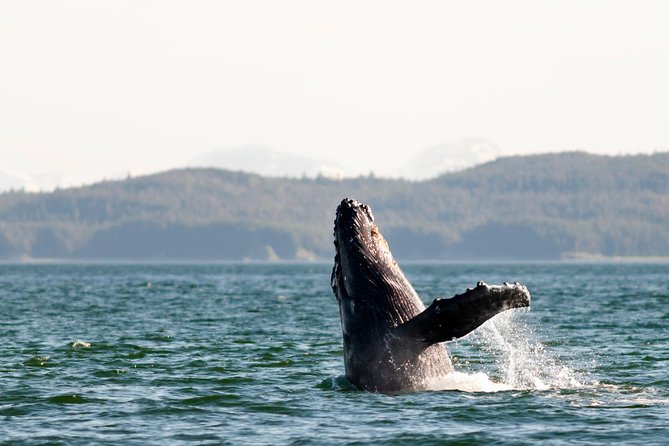 Juneau Wildlife Whale Watching - From the cruise dock to Auke Bay