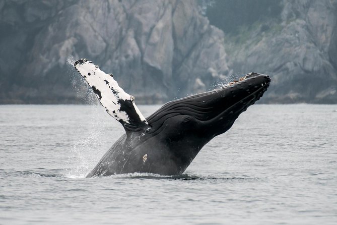 Juneau Wildlife Whale Watching & Mendenhall Glacier - What the Glacier Stop Gives You, and What It Does Not