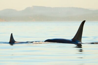 Juneau Wildlife Whale Watching & Mendenhall Glacier