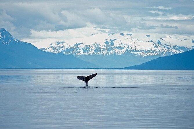Juneau Wildlife Whale Watching & Mendenhall Glacier - Timing, Transfers, and Cruise-Day Peace of Mind