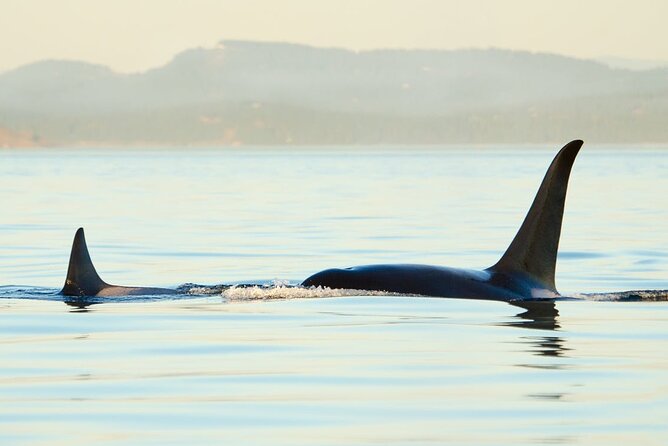 Juneau Wildlife Whale Watching & Mendenhall Glacier - A Whale Boat Designed for Juneau Weather
