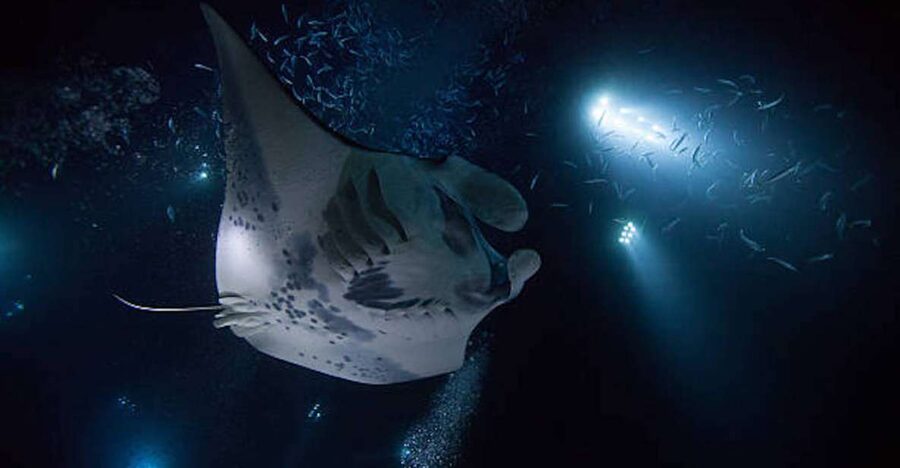 Kailua-Kona: Manta Ray Watching Nighttime Boat Trip - Key points to know before booking