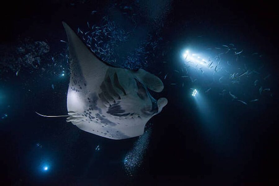 Kailua-Kona: Manta Ray Watching Nighttime Boat Trip - The safety briefing and manta lesson