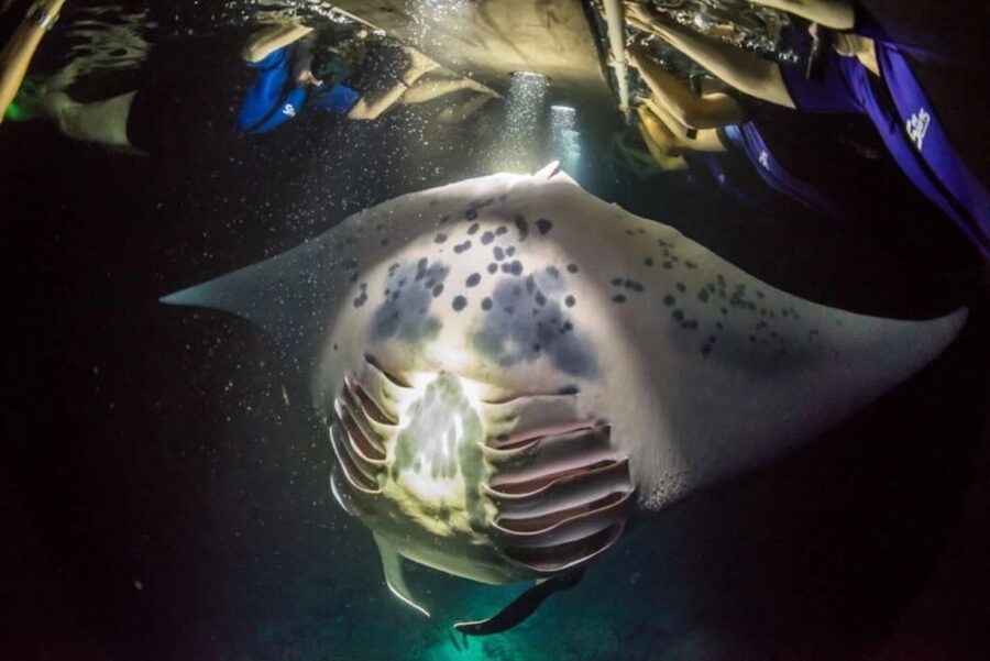 Kailua-Kona: Manta Ray Watching Nighttime Boat Trip - Who should book this Kona night trip?