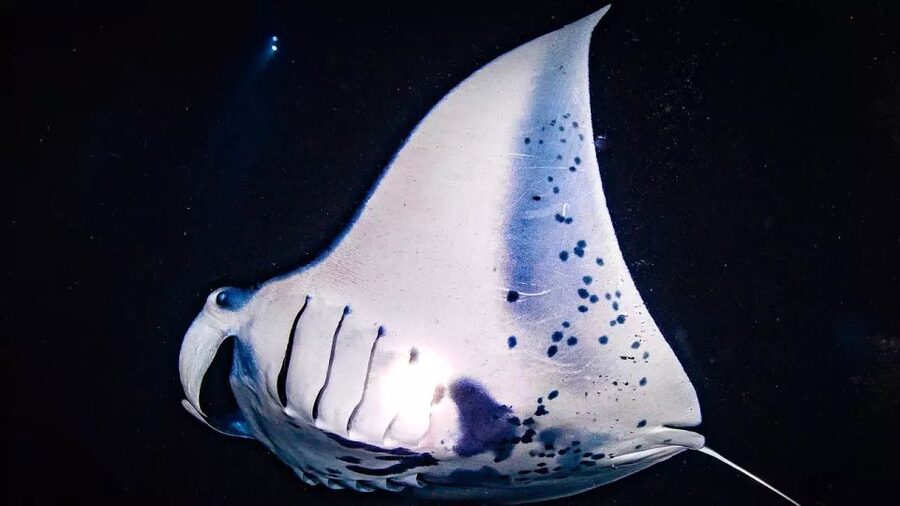 Kailua-Kona: Manta Ray Watching Nighttime Boat Trip - From Honokohau Harbor to the open water
