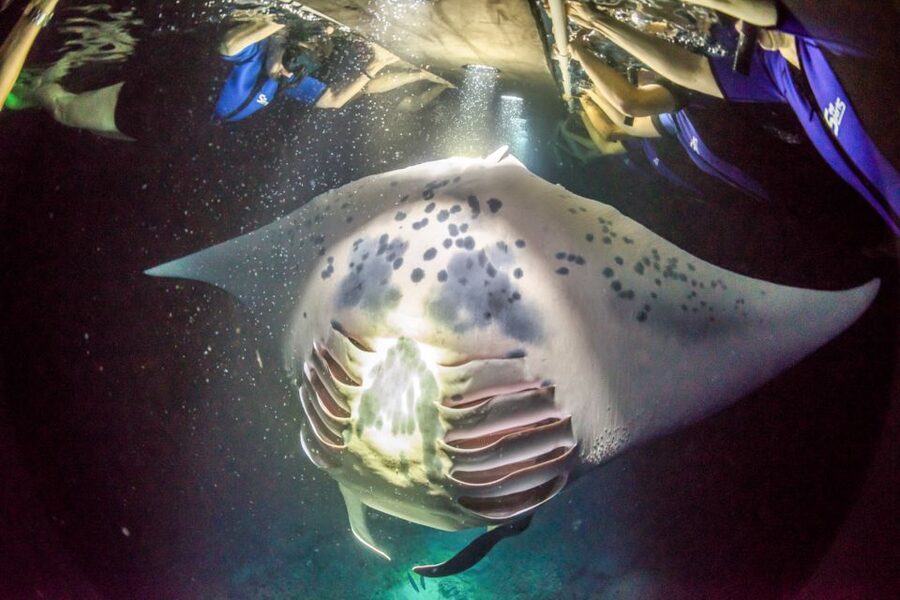 Kailua Kona: Night Manta Ray Adventure on the Big Island - A practical plan for a better outing