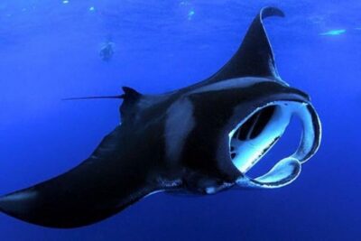 Kailua Kona: Night Manta Ray Adventure on the Big Island