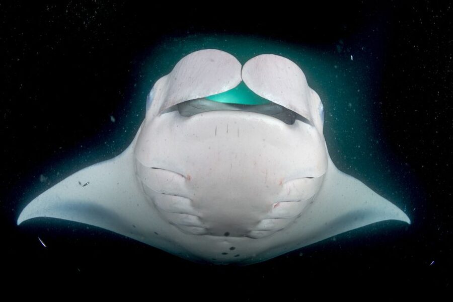 Kailua Kona: Night Manta Ray Adventure on the Big Island - Forty-five minutes with the manta rays