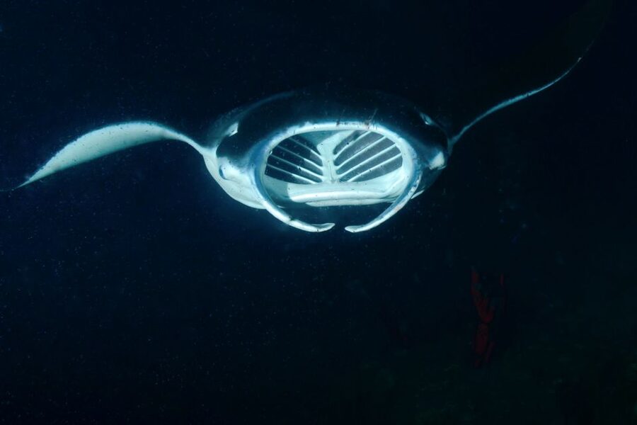 Kailua Kona: Night Manta Ray Adventure on the Big Island - What makes the crew valuable