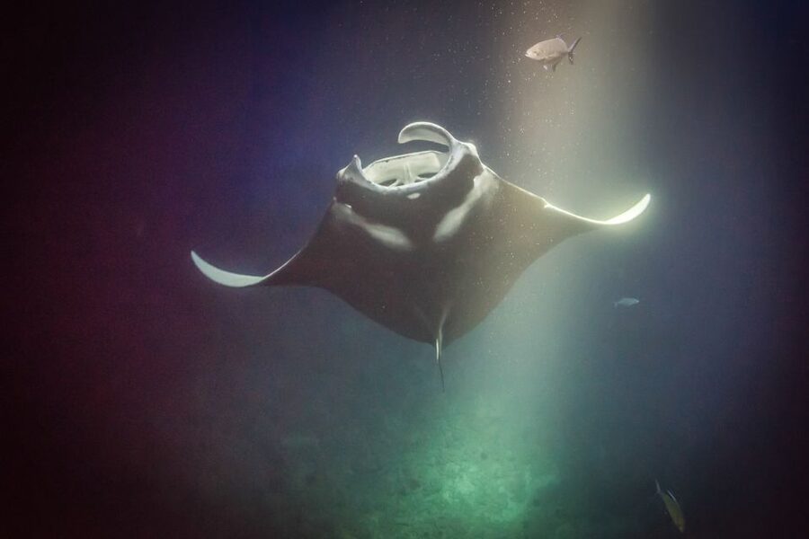 Kailua Kona: Night Manta Ray Adventure on the Big Island - The ride back, hot shower, and small comforts