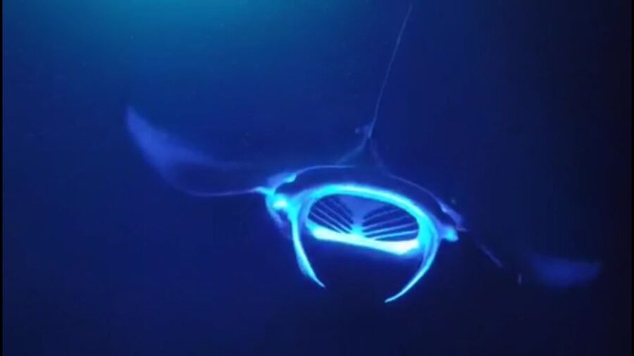 Kailua Kona: Night Manta Ray Adventure on the Big Island - Who should book this night snorkel?