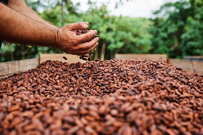 Kauai Chocolate Farm Tasting Tour - Price and value at $145 per person