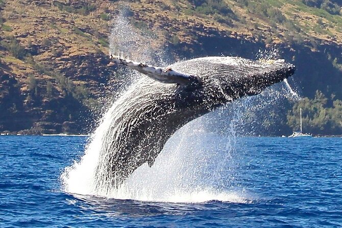 Kauai: Nā Pali Coast Zodiac Raft Expedition and Snorkeling - Dolphins, turtles, and winter humpback whales
