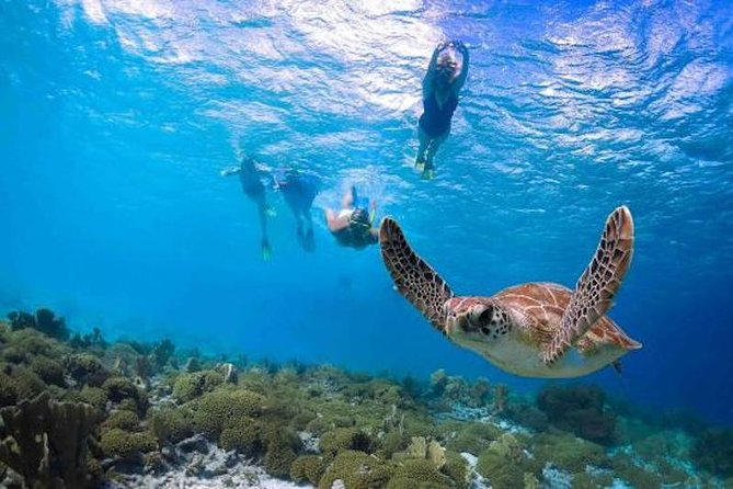 Kauai’s Ultimate Guided Shore Snorkel in South Poipu - Why Poipu shore snorkeling works so well