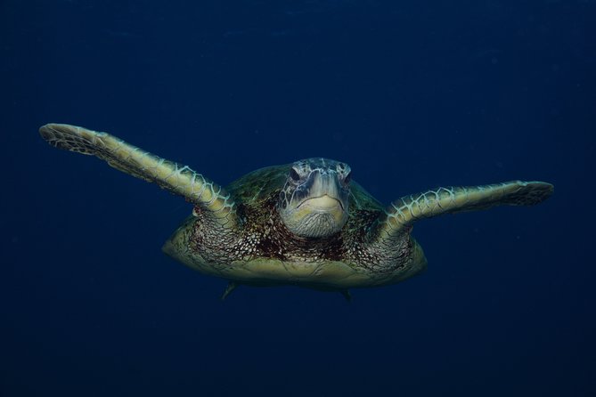 Kauai’s Ultimate Guided Shore Snorkel in South Poipu - Turtles, monk seals, and responsible wildlife viewing
