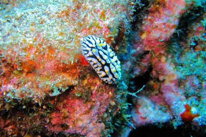 Kauai’s Ultimate Guided Shore Snorkel in South Poipu - Who should book this South Poipu snorkel?