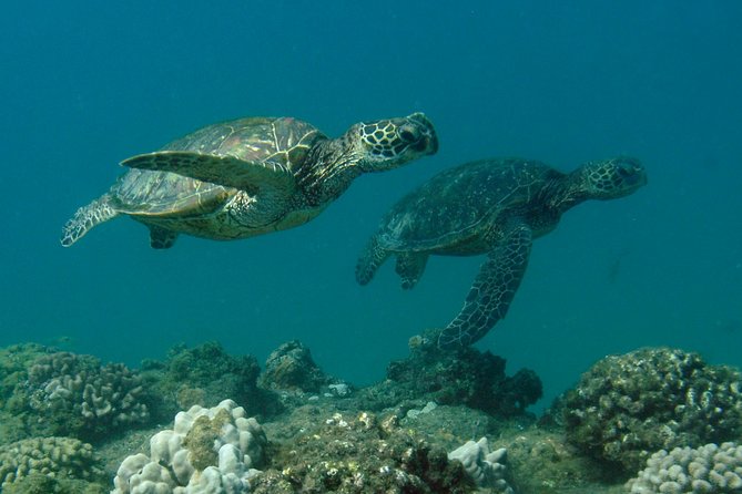 Kauai's Ultimate South Island Zodiac Boat Snorkel Adventure - Price and what you receive for $161.43