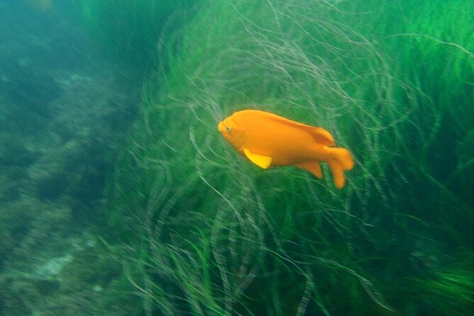 Kayak Tour of the 7 Caves - Who will enjoy this La Jolla kayak outing?