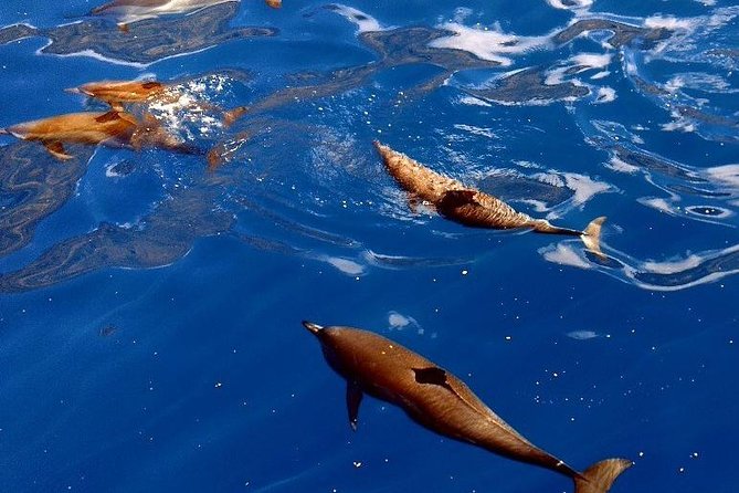 Kealakekua Bay (Captain Cook Monument) Snorkel and Sail Adventure - Entering Kealakekua Bay by the grand staircase