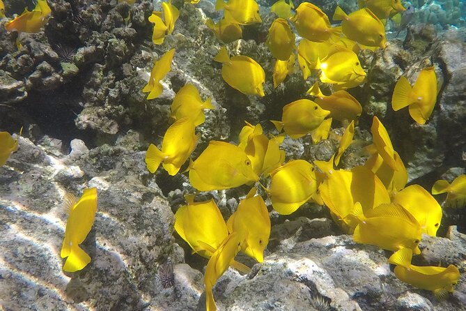 Kealakekua Bay (Captain Cook Monument) Snorkel and Sail Adventure - Lunch after snorkeling, then a relaxed sail home