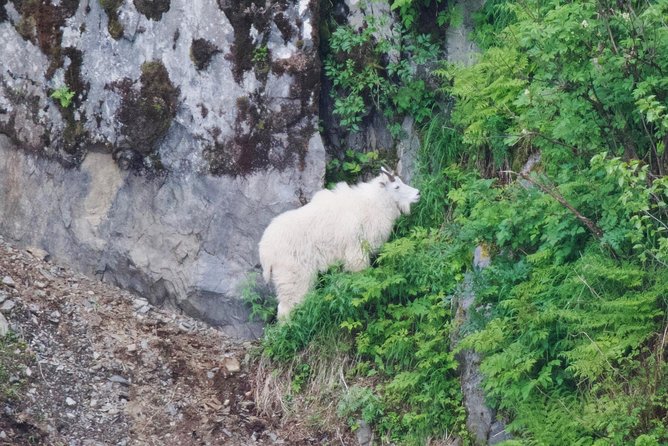 Kenai Fjords and Resurrection Bay Half-Day Wildlife Cruise - A short cruise with a big Alaska payoff