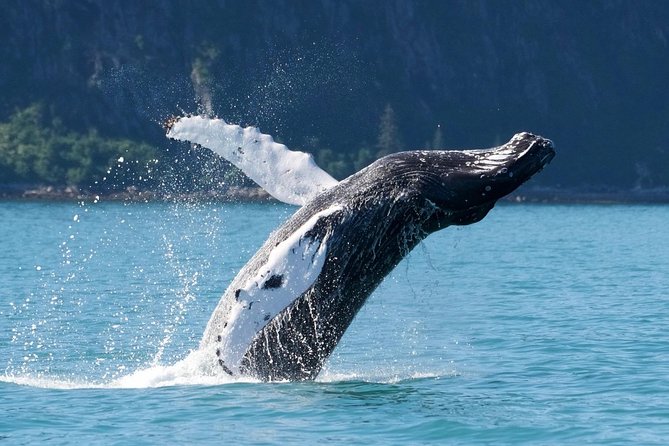 Kenai Fjords and Resurrection Bay Half-Day Wildlife Cruise - Wildlife possibilities, from otters to orcas