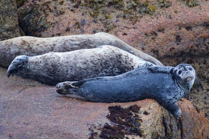 Kenai Fjords and Resurrection Bay Half-Day Wildlife Cruise - The boat, seating, and motion on the water