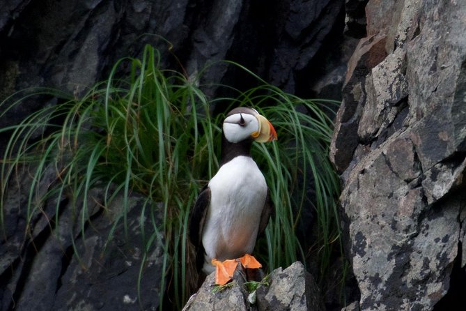 Kenai Fjords and Resurrection Bay Half-Day Wildlife Cruise - What the narration adds to the trip