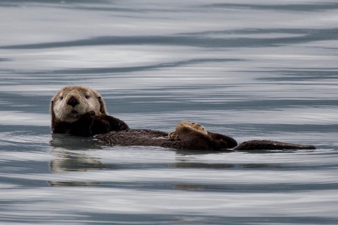 Kenai Fjords and Resurrection Bay Half-Day Wildlife Cruise - Bear Glacier, the cruise’s icy landmark