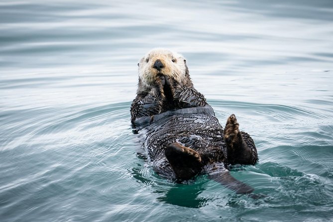 Kenai Fjords National Park Glacier & Wildlife Cruise - Key reasons this Seward cruise earns its price