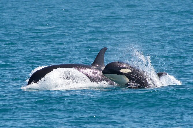 Kenai Fjords National Park Glacier & Wildlife Cruise - Lunch and the value of $265.23