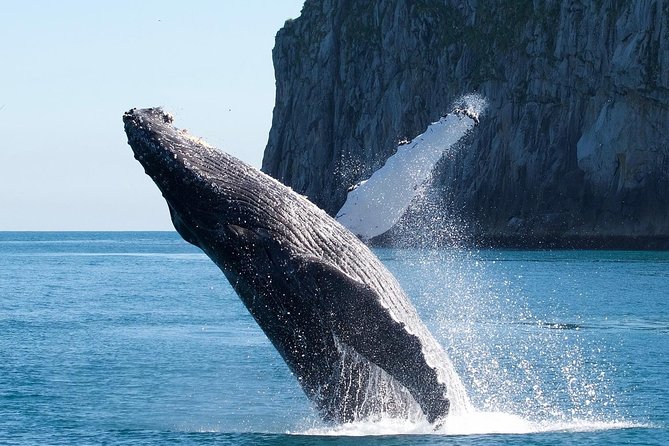 Kenai Fjords National Park Glacier & Wildlife Cruise - Leaving Seward through Resurrection Bay