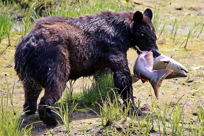 Ketchikan All In One - Herring Cove and the wildlife gamble